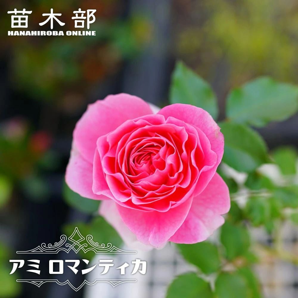 000000033017-01.jpg?size=l&w=