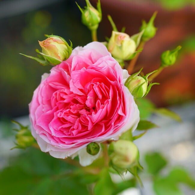 000000033017-02.jpg?size=l&w=