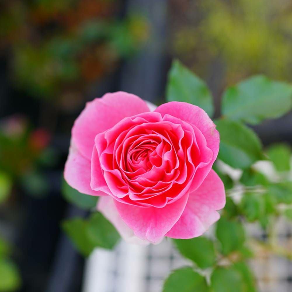 バラ アミ ロマンティカ S シュラブ （半つるバラ） 苗 通販 苗木部