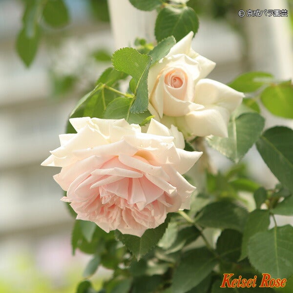 バラ ルミナスピラー 苗 通販 苗木部 By 花ひろばオンライン