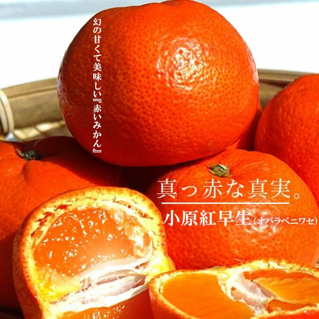 kazuページＣ・同一梱包品「小原紅早生３年生苗木」のみ２本 000000033040-01.jpg?size=l&w=