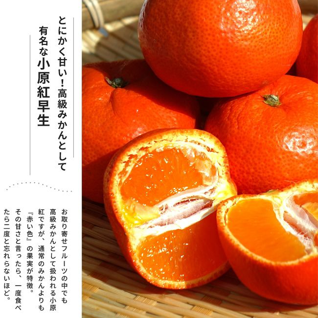 柑橘 温州みかん 小原紅早生 苗 販売 苗木部 By 花ひろばオンライン