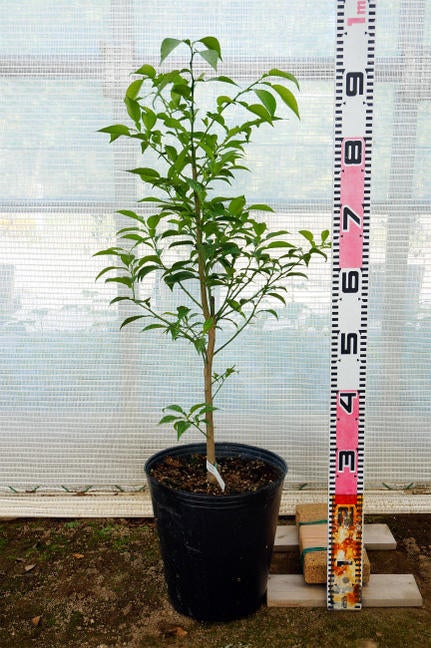 000000033041-03.jpg?size=l&w=