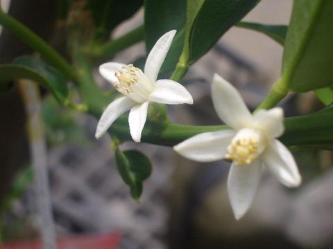 柑橘 ライム フレーバーグリーン 苗 通販 苗木部 By 花ひろばオンライン