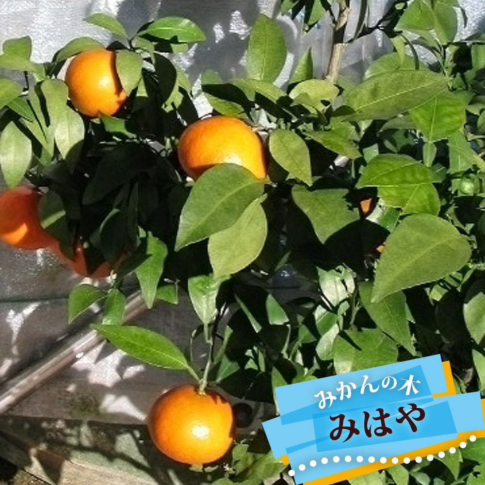 薩州ポンカン みかん 苗 通販 苗木部 By 花ひろばオンライン