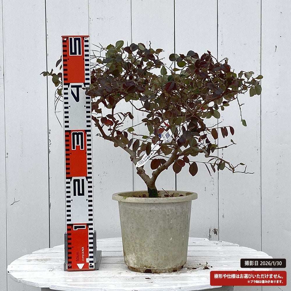 トキワマンサク 祝 苗 通販 苗木部 By 花ひろばオンライン