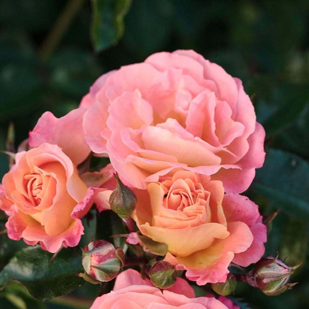 000000033339-06.jpg?size=l&w=