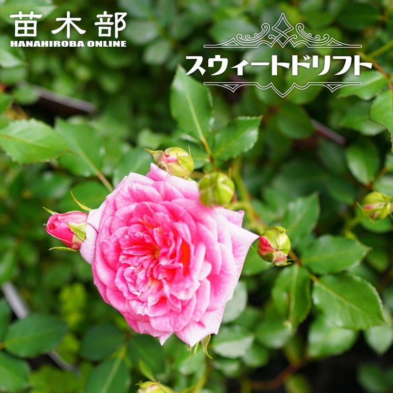 000000033341-01.jpg?size=l&w= 