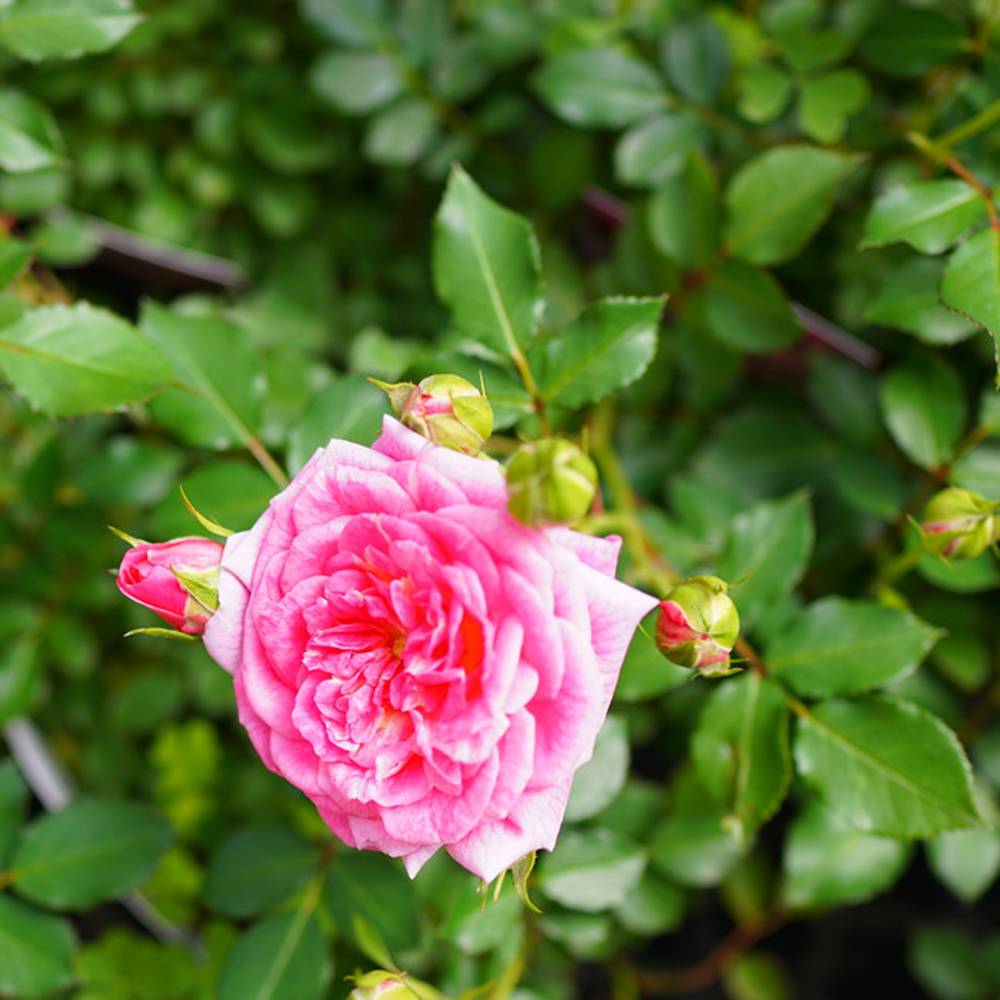 背景布　【　薔薇　H　】　ローズ　サンプル　ドール　ペット　トリミング　撮影用 背景布 【 薔薇 H 】 ローズ サンプル ドール ペット トリミング 撮影