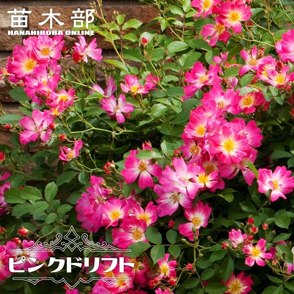 000000033342-01.jpg?size=l&w=