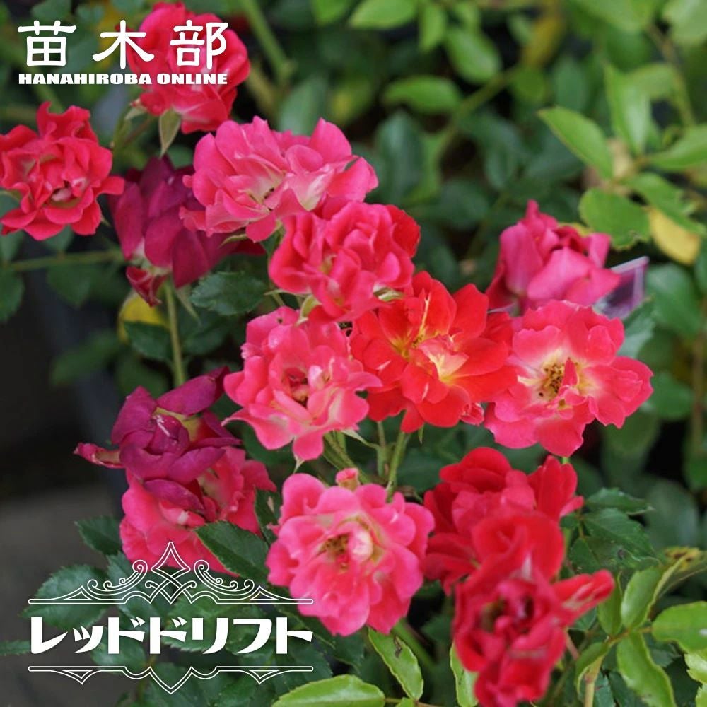 バラ ピーチドリフト ドリフトローズ 苗 販売 苗木部 By 花ひろば