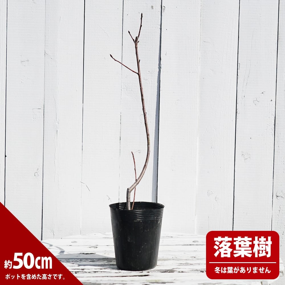 アロニア メラノカルパ 苗 販売 苗木部 By 花ひろばオンライン