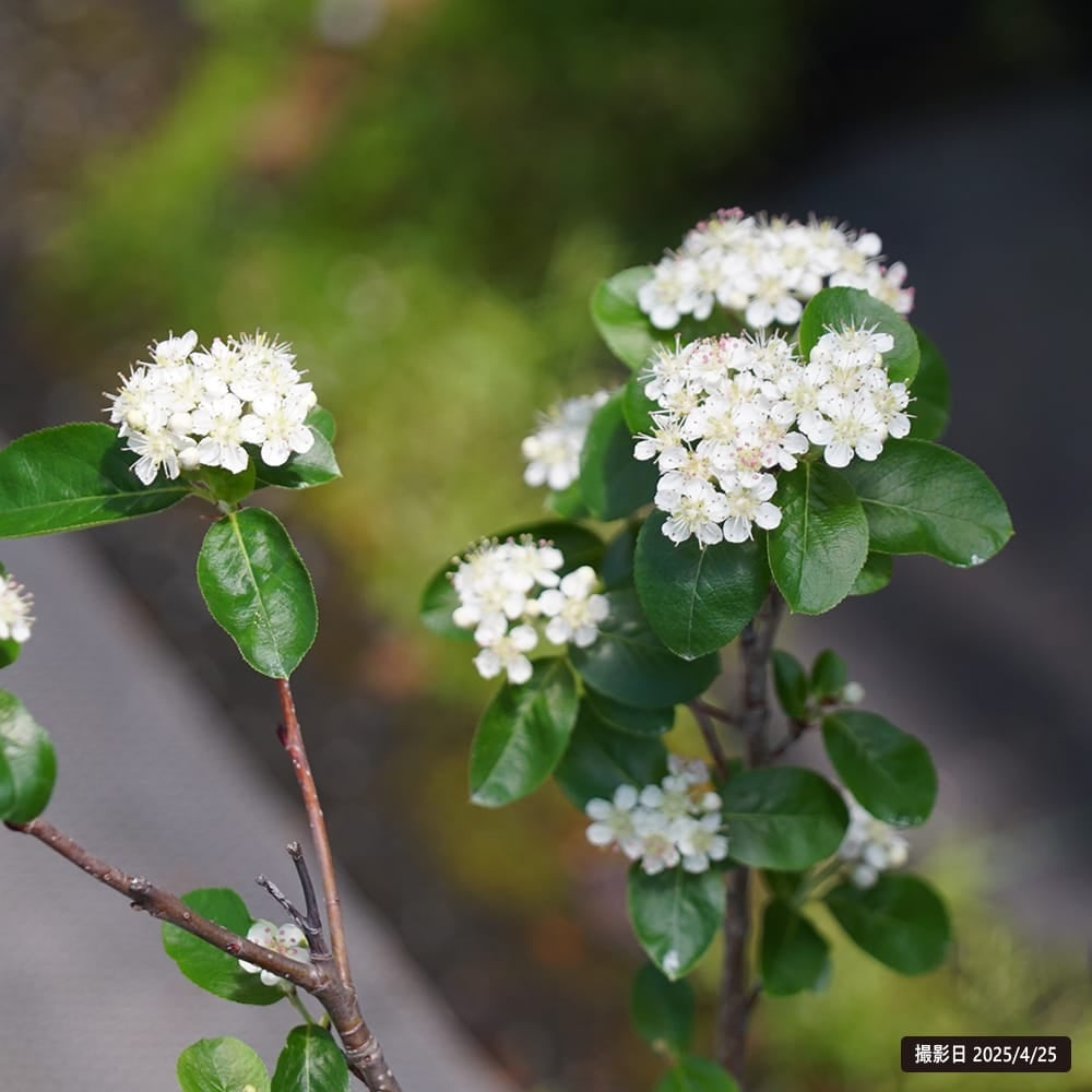 000000033385-05.jpg?size=l&w=