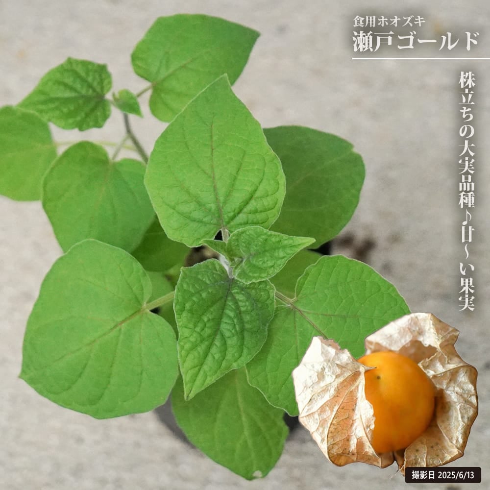 食用ほおずき　抜き苗B　ハニーゴールド 食用ほおずき 瀬戸ゴールド 苗 販売 苗木部 By 花ひろばオンライン