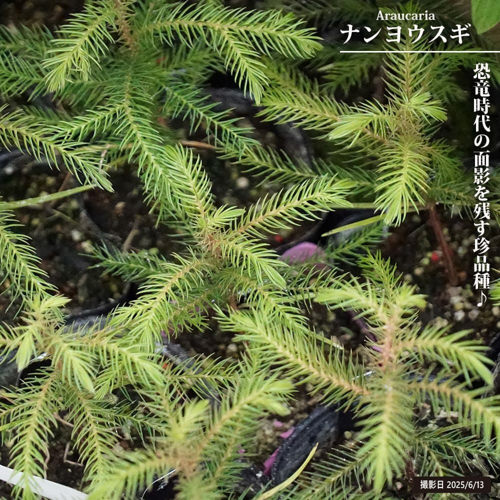 000000133391-01.jpg?size=m&w=