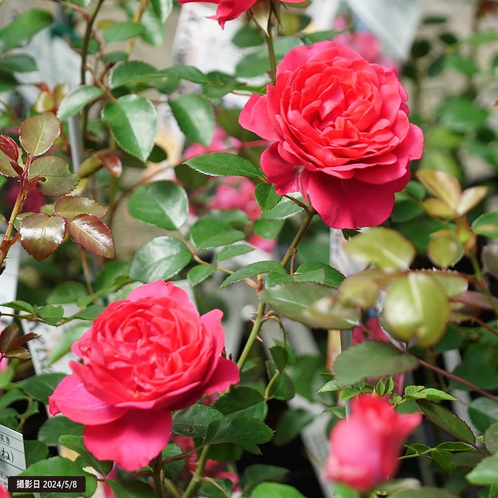 バラ 紅かさね FL フロリバンダ 苗 通販 苗木部 By 花ひろばオンライン