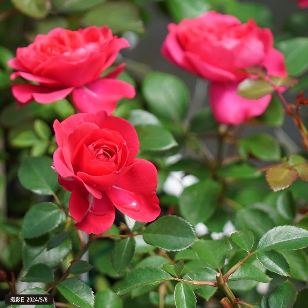 000000133392-08.jpg?size=l&w=