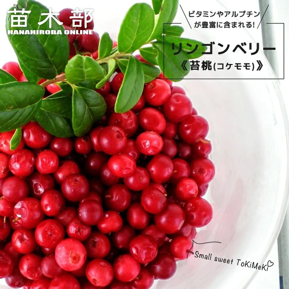 000000033414-01.jpg?size=l&w=