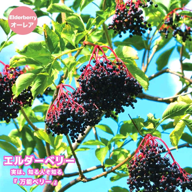 カカオ トリニタリオ種 イエロー 苗 販売 苗木部 By 花ひろばオンライン