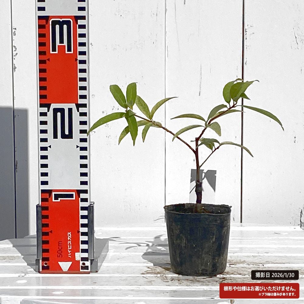 カシ シラカシ 白富士 苗 販売 苗木部 By 花ひろばオンライン