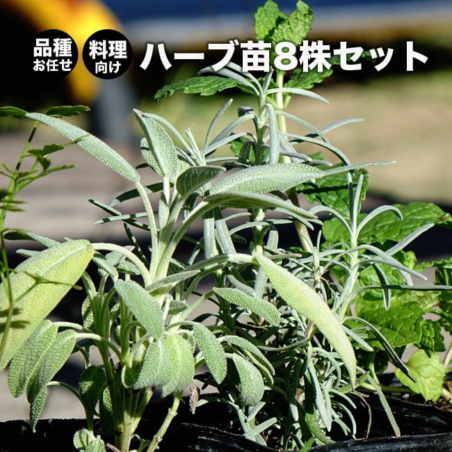 ハーブ セット苗 お任せ ハーブセット 料理に使えるハーブ 8苗 | 苗木