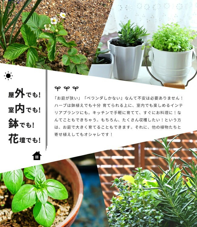 ハーブ セット苗 お任せ ハーブセット 料理に使えるハーブ 8苗 | 苗木