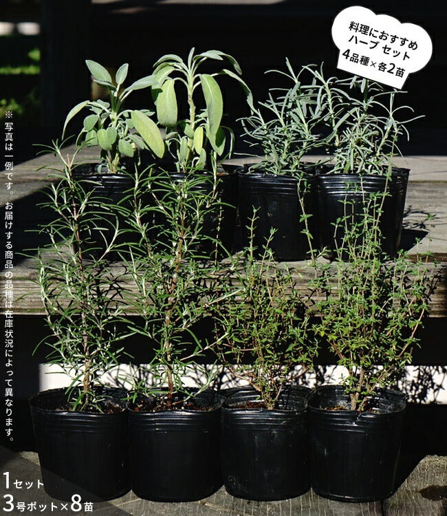 ハーブ セット苗 お任せ ハーブセット 料理に使えるハーブ 8苗 | 苗木