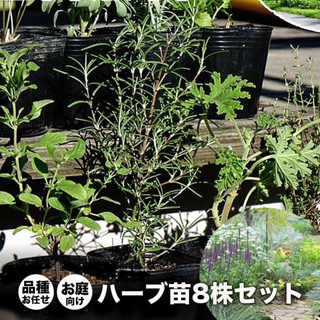 ハーブ セット苗 お任せ ハーブセット イングリッシュガーデンに