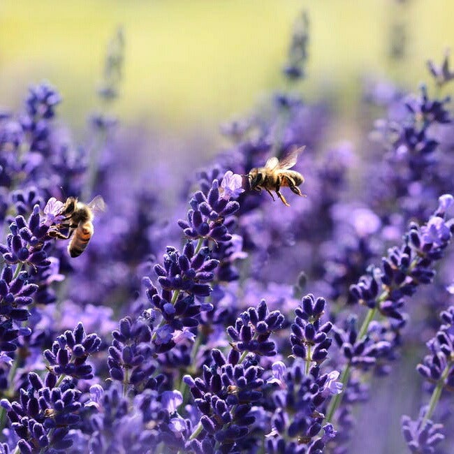 ハーブ セット苗 お任せ ハーブセット イングリッシュガーデンに