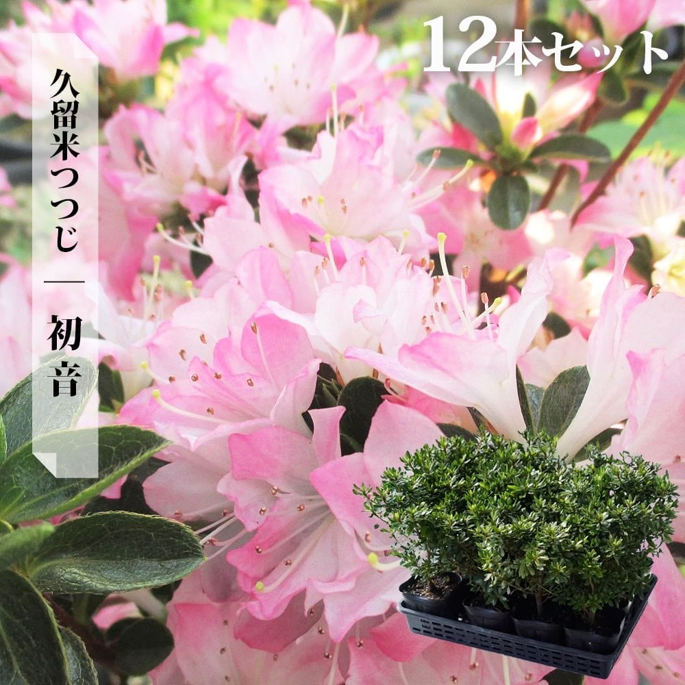 000000033771-09.jpg?size=l&w=