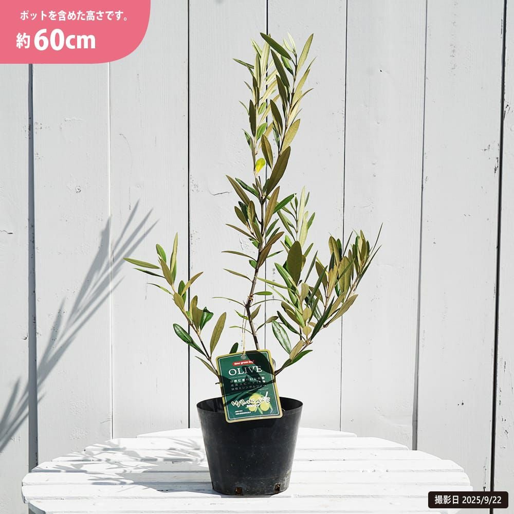 オリーブ ひなかぜ 苗 販売 苗木部 By 花ひろばオンライン