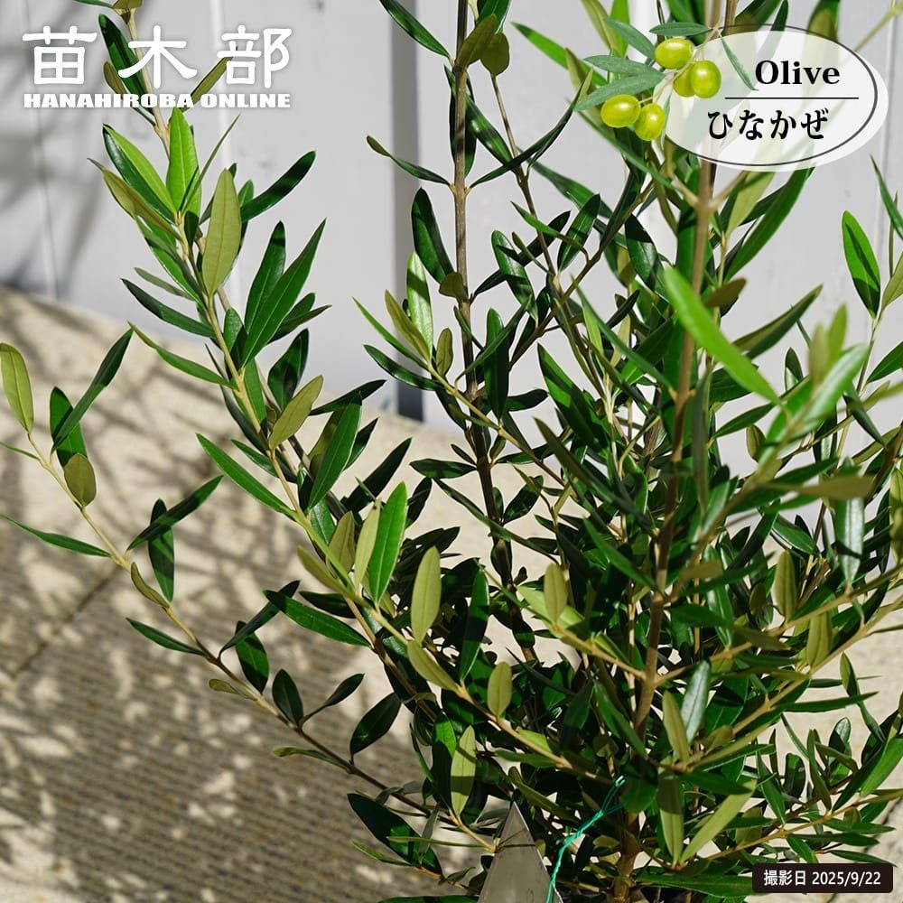 3年生苗 | 苗木部 本店 By 花ひろばオンライン