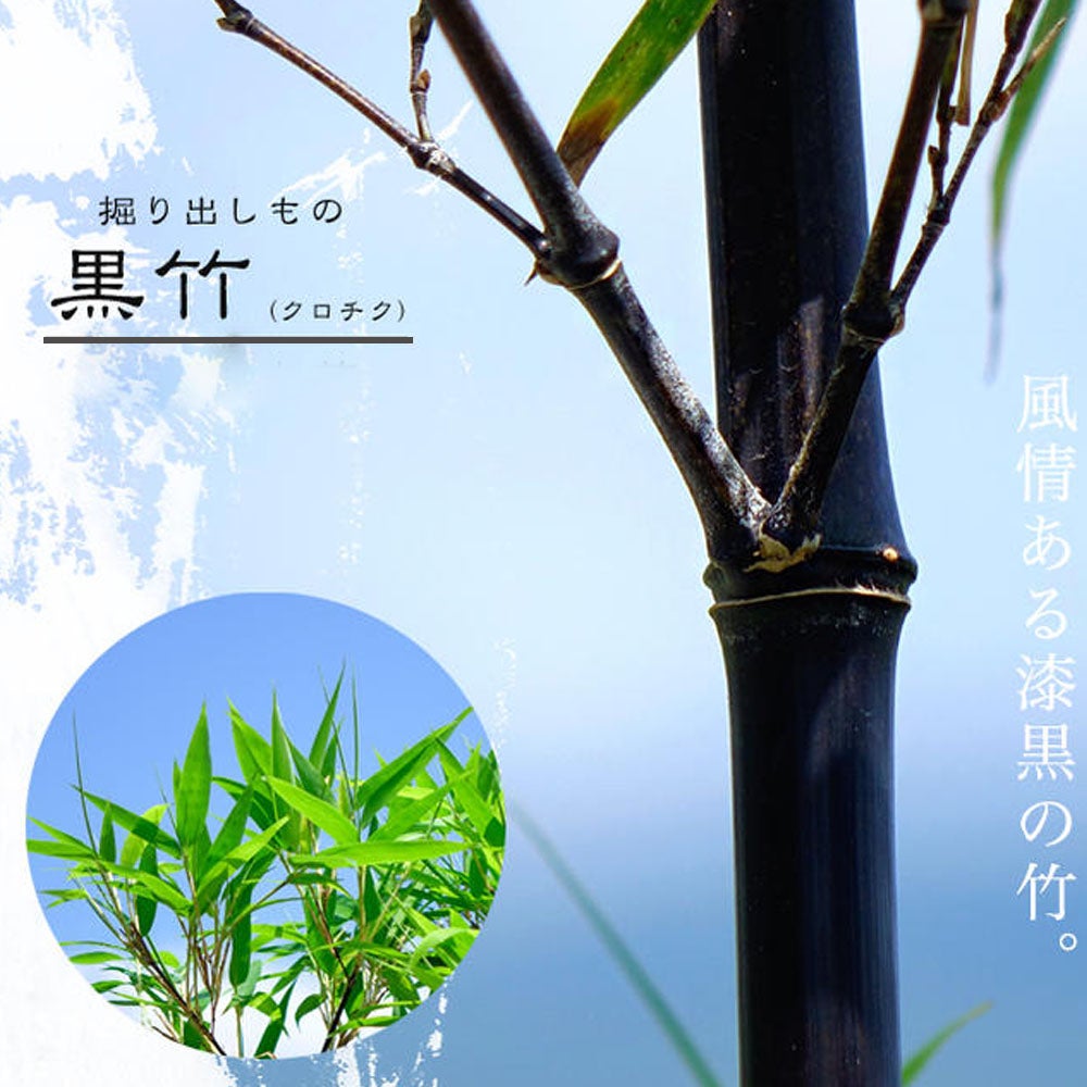 黒竹　クロチク 000000133734-01.jpg?size=m&w=