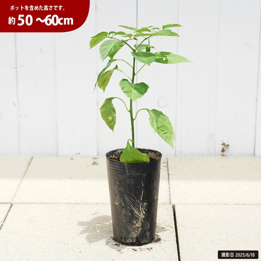 とうがらし ハバネロ オレンジ 苗 通販 苗木部 By 花ひろばオンライン