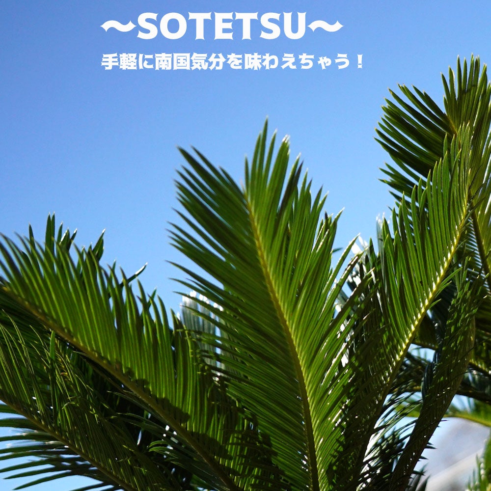 ソテツ 苗 通販 苗木部 By 花ひろばオンライン