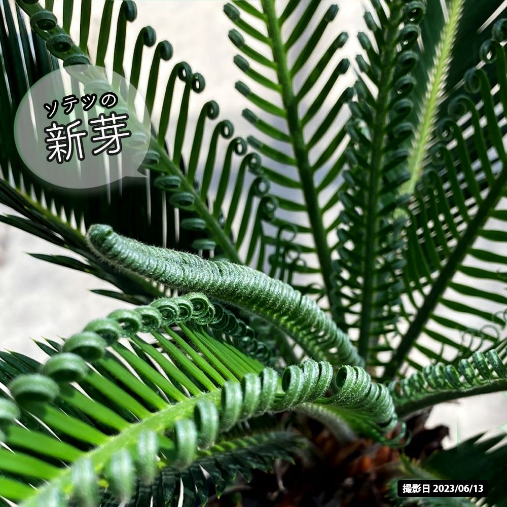 ソテツ 苗 通販 苗木部 By 花ひろばオンライン