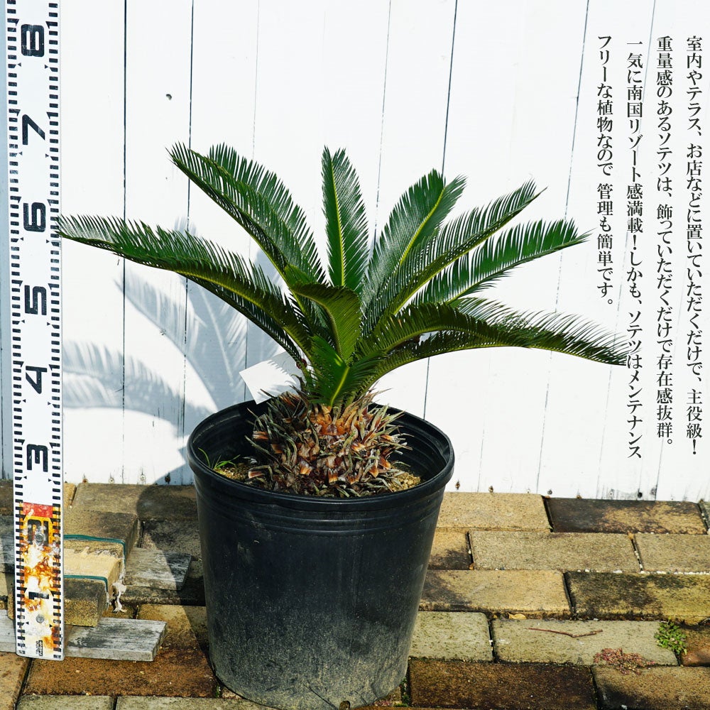 ソテツ 苗 通販 苗木部 By 花ひろばオンライン