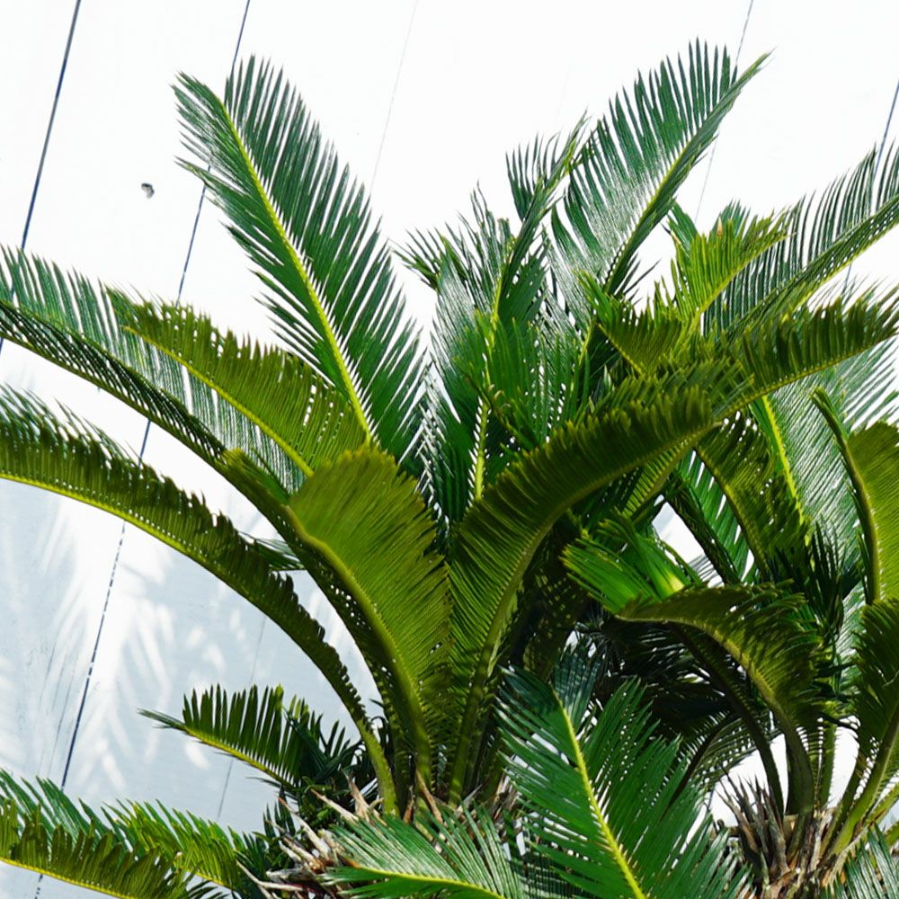 ソテツ 苗 通販 苗木部 By 花ひろばオンライン