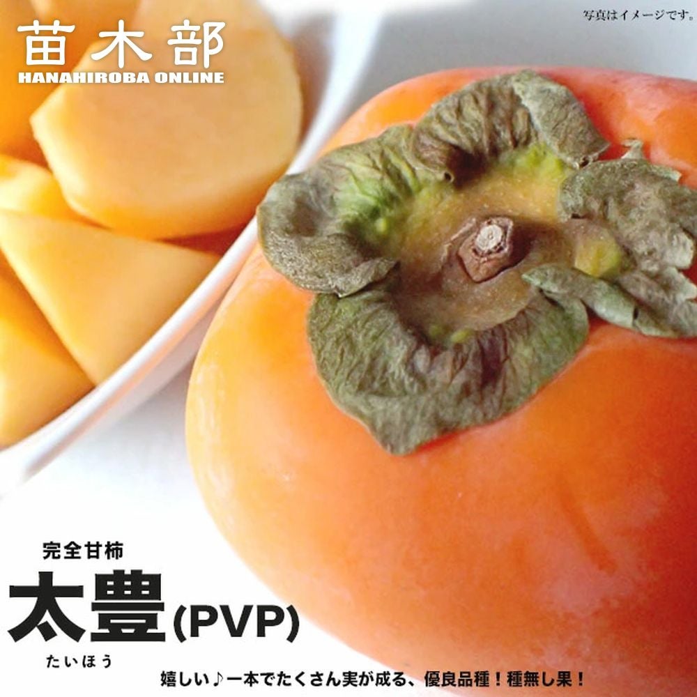 柿の苗木一覧 果樹苗専門店の通販 苗木部 By 花ひろばオンライン本店