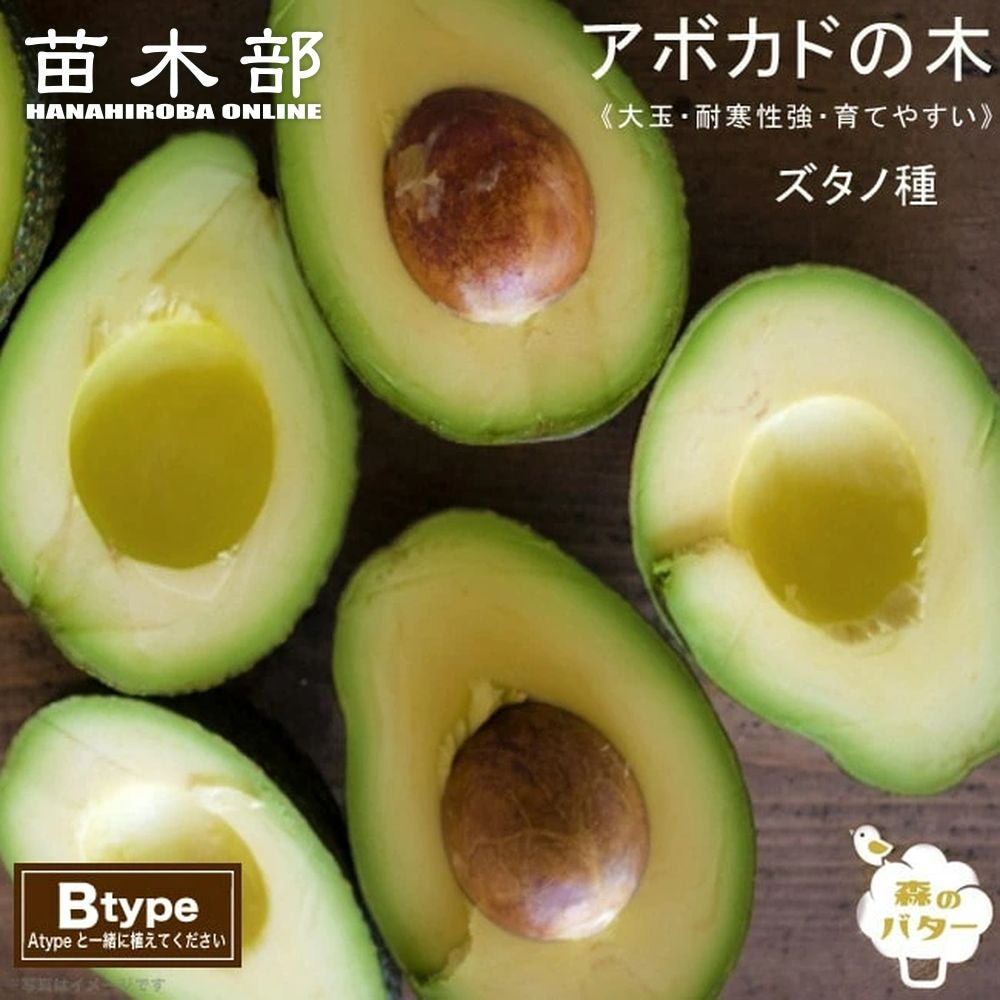 ❷アボカドB 接木苗 耐寒性 豊産性 000000033912-01.jpg?size=m&w=