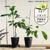 アボカド ズタノとシモンズの受粉樹セット