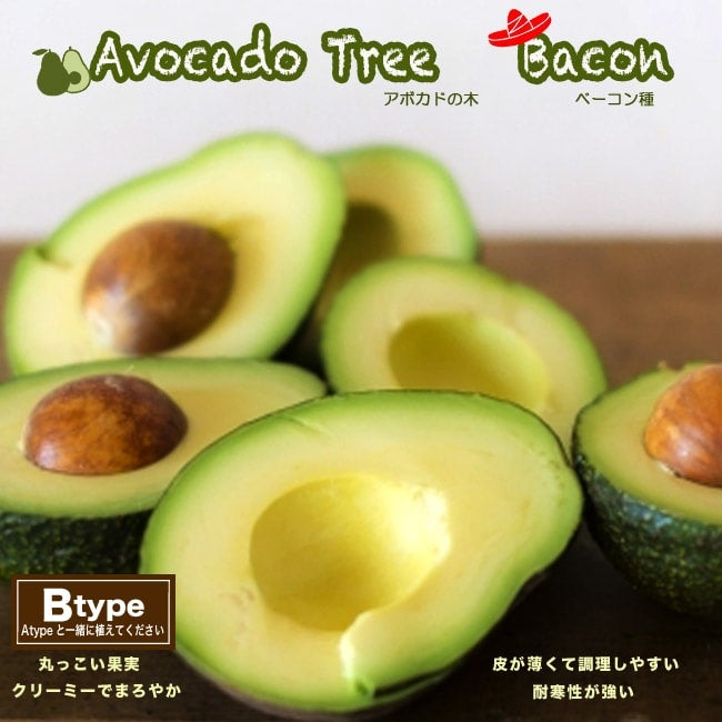 アボカド ベーコン