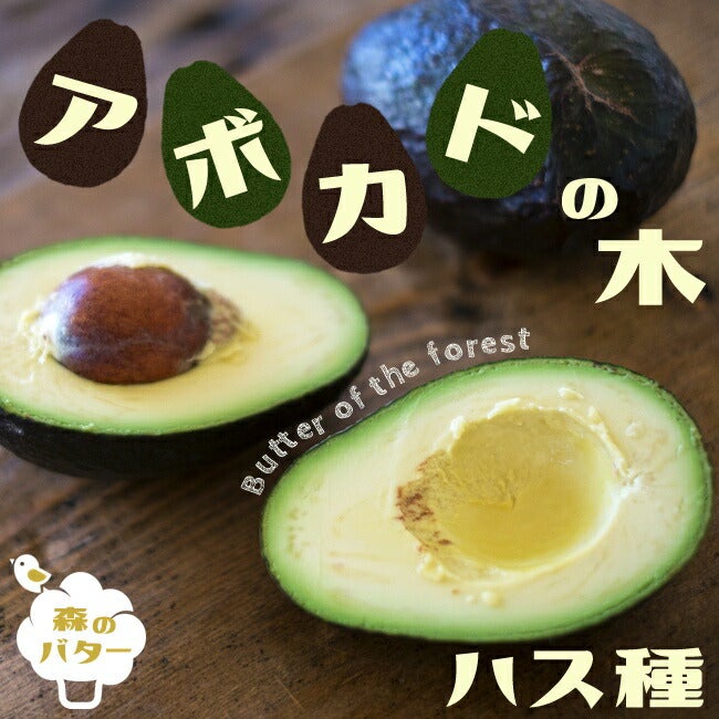 アボカド ハス
