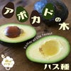 アボカド ハス