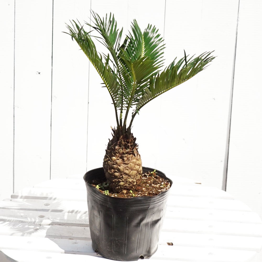 000000033945-04.jpg?size=l&w=