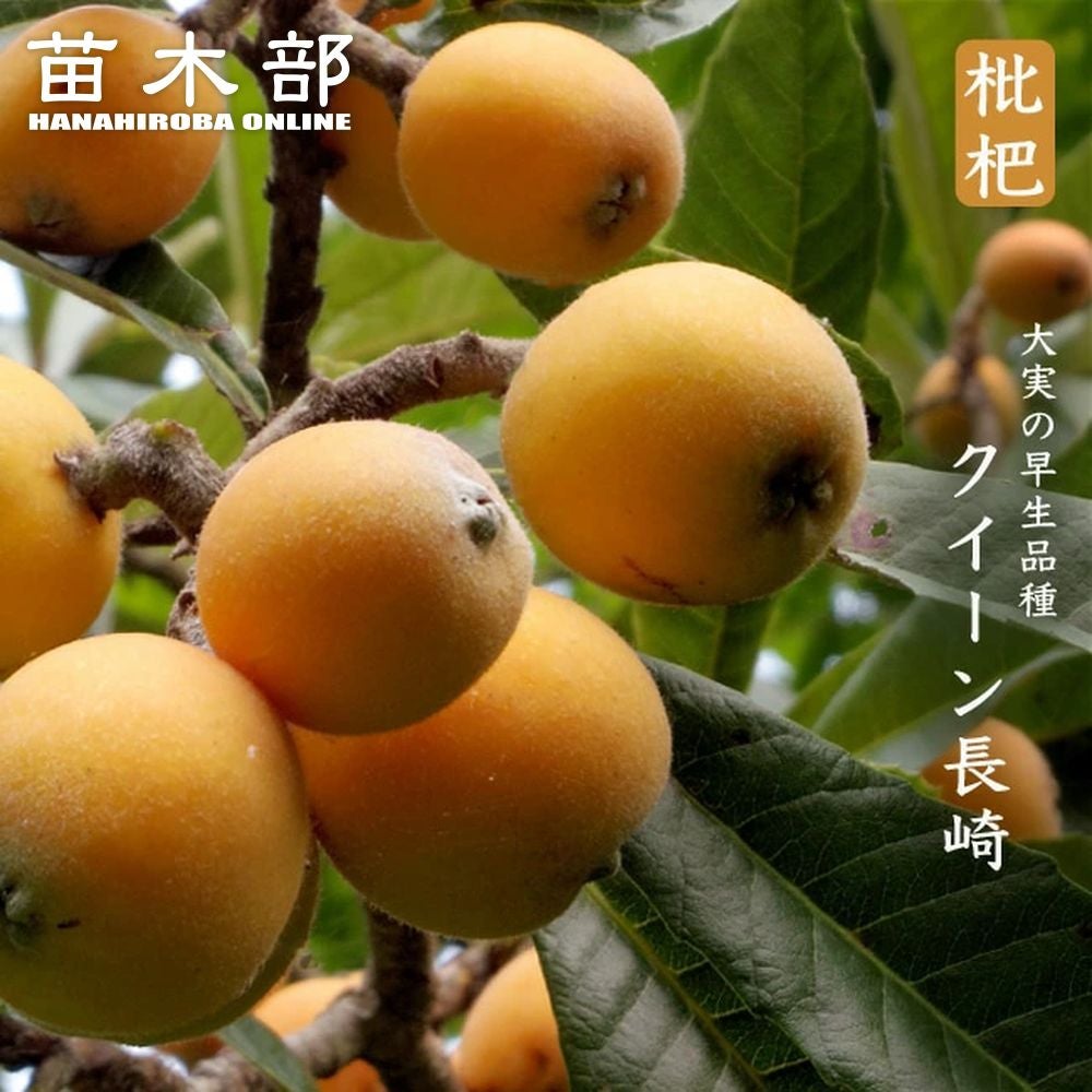 000000033948-01.jpg?size=l&w=