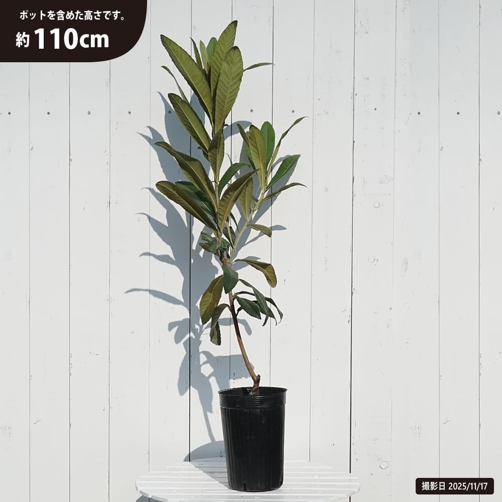 ビワ クイーン長崎 苗 通販 苗木部 By 花ひろばオンライン