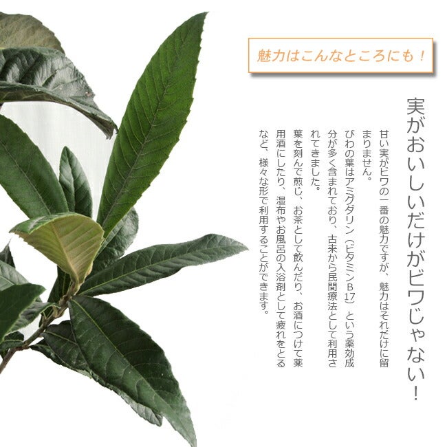 000000033948-05.jpg?size=l&w=