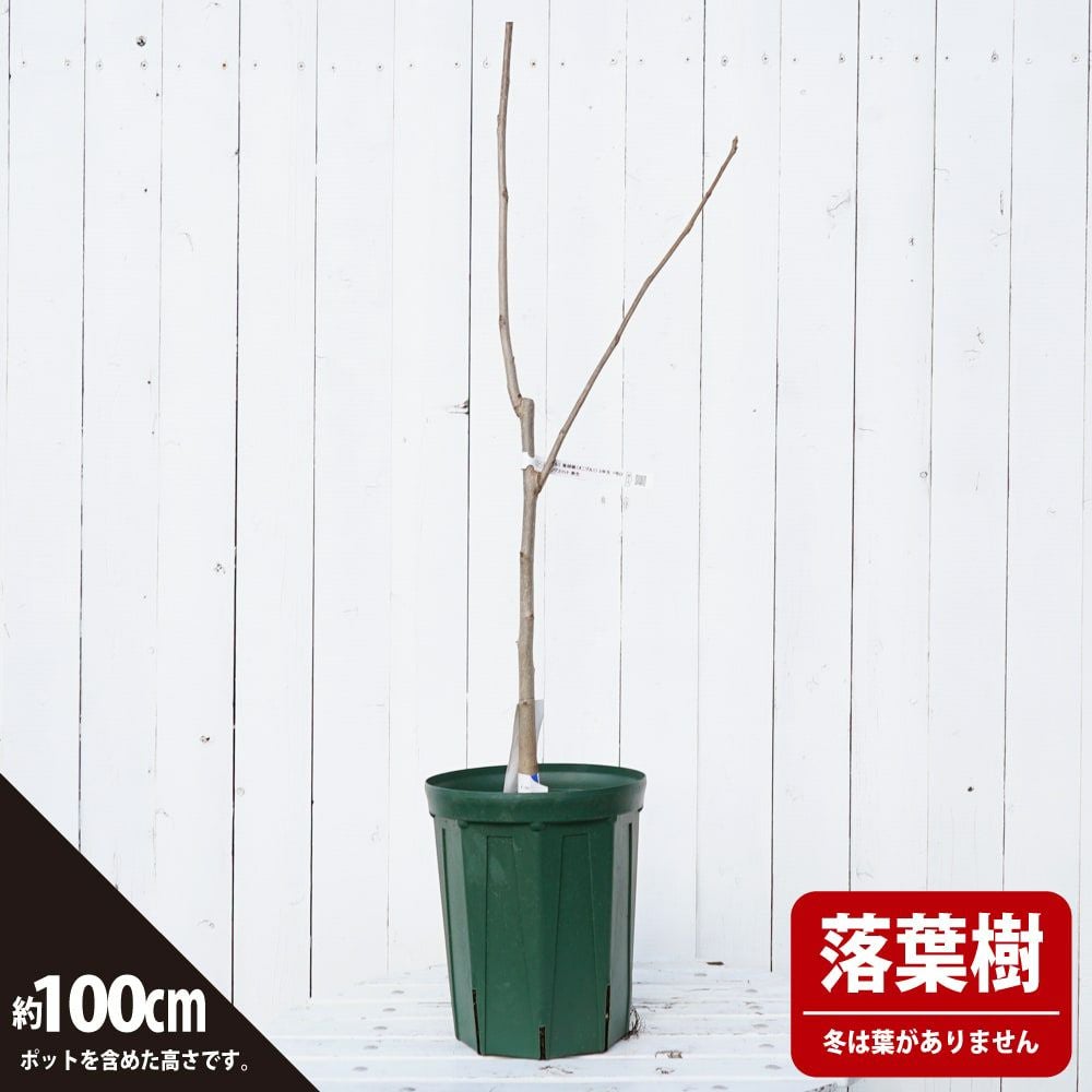 000000033950-03.jpg?size=l&w=