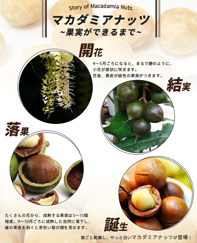 マカダミアナッツ バーモント種 取り木苗 7号スリット鉢植え